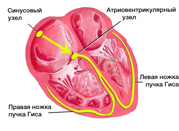 электрическая активность сердца