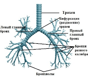 лечение бронхиальной астмы