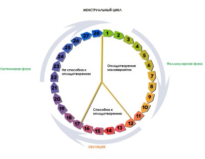 менструальный цикл