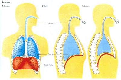 дыхание