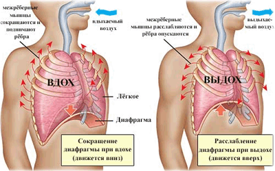 здоровое дыхание