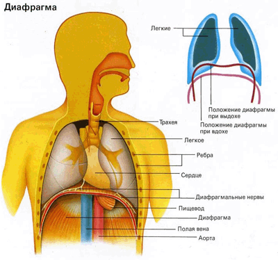 дыхание и здоровье